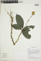 Pulchranthus adenostachyus (Lindau) V.M. Baum, Reveal & Nowicke, PERU, F
