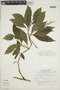 Pulchranthus surinamensis (Bremek.) V.M. Baum, Reveal & Nowicke, SURINAME, F