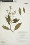 Pulchranthus surinamensis (Bremek.) V.M. Baum, Reveal & Nowicke, SURINAME, F