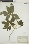Ruellia angustiflora (Nees) Lindau ex Rambo, PARAGUAY, F