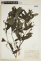 Ruellia angustiflora (Nees) Lindau ex Rambo, ARGENTINA, F