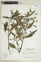 Ruellia angustiflora (Nees) Lindau ex Rambo, ARGENTINA, F