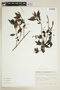 Ruellia angustiflora (Nees) Lindau ex Rambo, BRAZIL, F