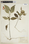 Ruellia brevifolia (Pohl) C. Ezcurra, BRAZIL, F