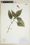 Ruellia brevifolia (Pohl) C. Ezcurra, BRAZIL, F