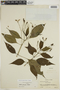 Ruellia brevifolia (Pohl) C. Ezcurra, PERU, F