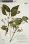 Ruellia brevifolia (Pohl) C. Ezcurra, ARGENTINA, F