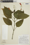 Ruellia brevifolia (Pohl) C. Ezcurra, PERU, F
