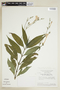 Ruellia costatum var. salicifolium (Nees) Lindau, BRAZIL, F
