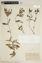 Ruellia geminiflora Kunth, VENEZUELA, F