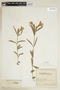 Ruellia geminiflora Kunth, COLOMBIA, F