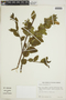 Ruellia helianthemum (Nees) Lindau, BRAZIL, F
