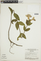 Ruellia helianthemum (Nees) Lindau, BRAZIL, F