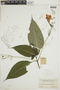 Ruellia macrophylla Vahl, COLOMBIA, F