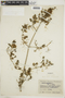 Ruellia paniculata L., COLOMBIA, F