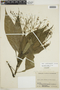Ruellia potamophila Leonard, COLOMBIA, F