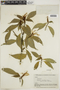 Schaueria azaleiflora Rusby, BOLIVIA, F