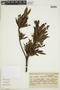 Augusta longifolia (Spreng.) Rehder, BRAZIL, F