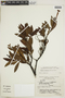 Augusta longifolia (Spreng.) Rehder, BRAZIL, F