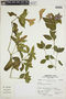 Ruellia spectabilis (Hook.) G. Nicholson, PERU, F