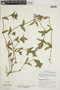 Ruellia spectabilis (Hook.) G. Nicholson, PERU, F