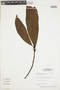 Cybianthus brownii Gleason, BRAZIL, F