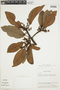 Cybianthus fulvo-pulverulentus (Mez) G. Agostini subsp. fulvo-pulverulentus, BRAZIL, F