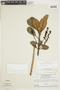 Cybianthus fulvo-pulverulentus (Mez) G. Agostini subsp. fulvo-pulverulentus, BRITISH GUIANA [Guyana], F