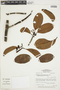 Cybianthus fulvo-pulverulentus subsp. magnoliifolius (Mez) Pipoly, BRAZIL, F
