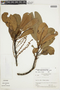 Cybianthus fulvo-pulverulentus subsp. magnoliifolius (Mez) Pipoly, BRITISH GUIANA [Guyana], F