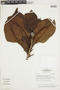Cybianthus fulvo-pulverulentus subsp. magnoliifolius (Mez) Pipoly, BRAZIL, F