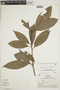 Cybianthus nanayensis (J. F. Macbr.) G. Agostini, PERU, F