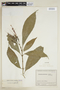 Sanchezia putumayensis Leonard, Colombia, J. Cuatrecasas 10919, F
