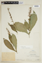 Stenostephanus sprucei (J. Lindau) Wassh. & J. R. I. Wood, PERU, F