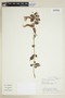 Thunbergia erecta (Benth.) T. Anderson, ECUADOR, F