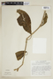 Trichanthera gigantea (Humb. & Bonpl.) Nees, SURINAME, F
