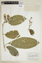Trichanthera gigantea (Humb. & Bonpl.) Nees, BRITISH GUIANA [Guyana], F