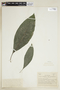 Trichanthera gigantea (Humb. & Bonpl.) Nees, COLOMBIA, F