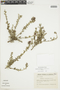 Krameria cistoidea Hook. & Arn., CHILE, F