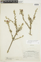 Krameria cistoidea Hook. & Arn., CHILE, F