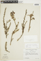 Krameria lappacea (Dombey) Burdet & Simpson, PERU, F