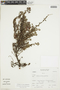 Krameria lappacea (Dombey) Burdet & Simpson, PERU, F