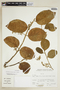 Citronella incarum (J. F. Macbr.) R. A. Howard, PERU, F