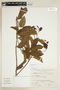 Citronella incarum (J. F. Macbr.) R. A. Howard, PERU, F
