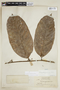 Discophora guianensis Miers, BRITISH GUIANA [Guyana], F