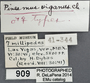 909 Pinesmus viganus ST IN labels