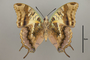 124941 Charaxes sp v IN