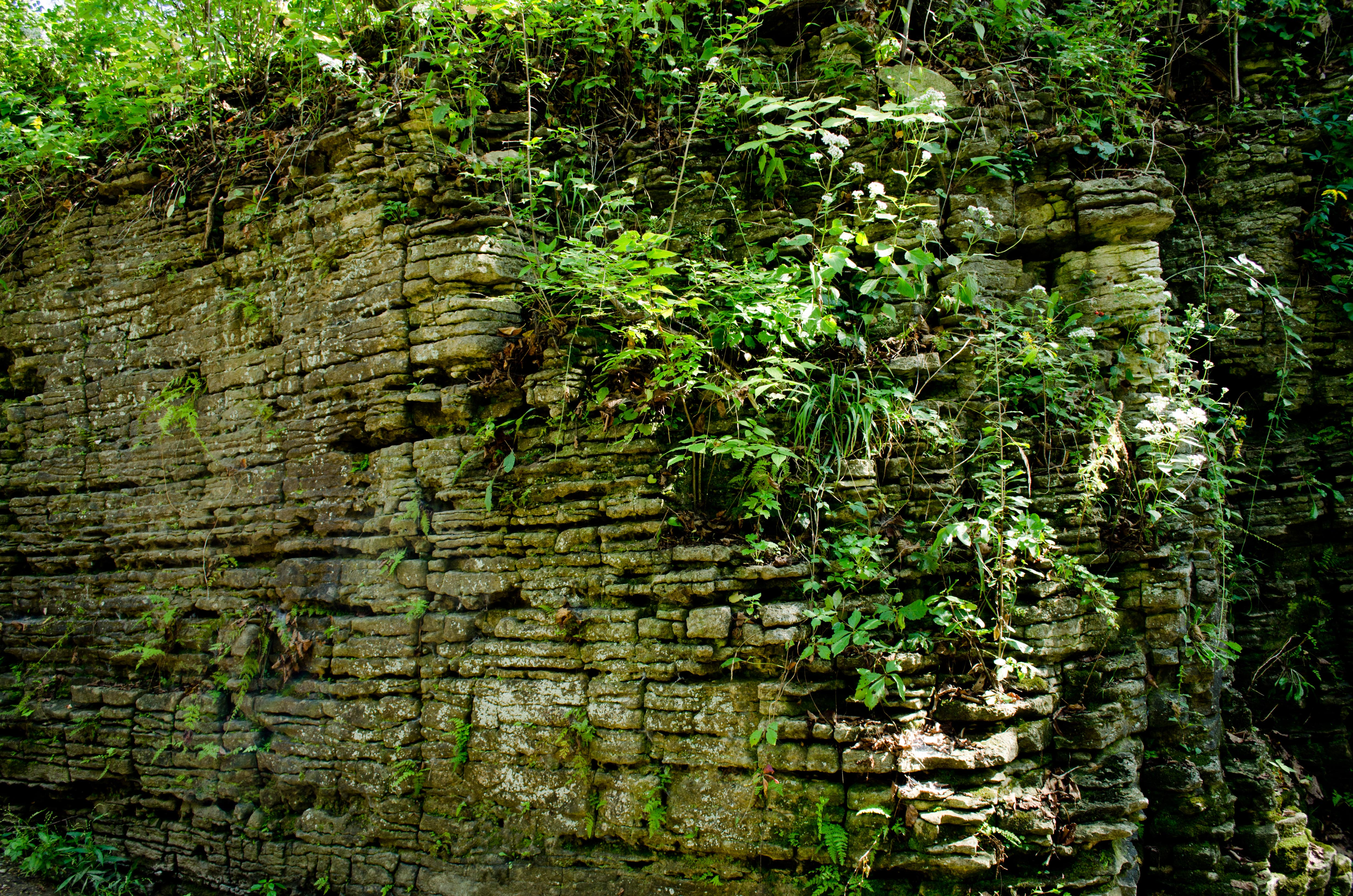 Image of Sagawau Canyon at the Cook County Forest Preserve taken in summer of 2014 by Eric Ma. Rock wall shows thin bedded Silurian dolomite typical of inter reef deposits.