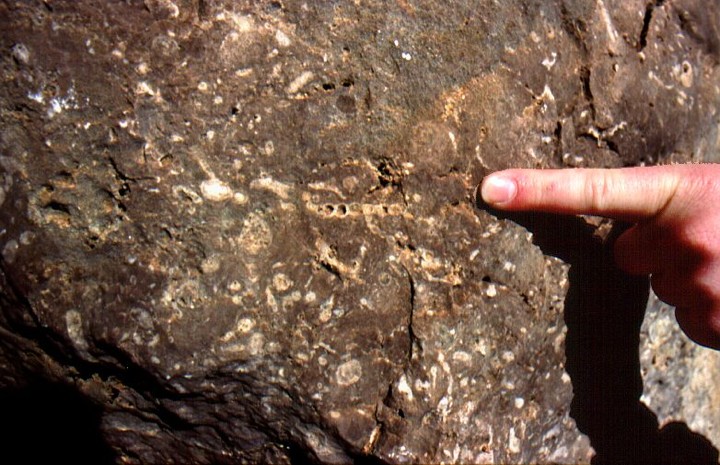Sponge fossil in Permian Reef El Capitan at  Guadalupe Mountains National Park, Texas