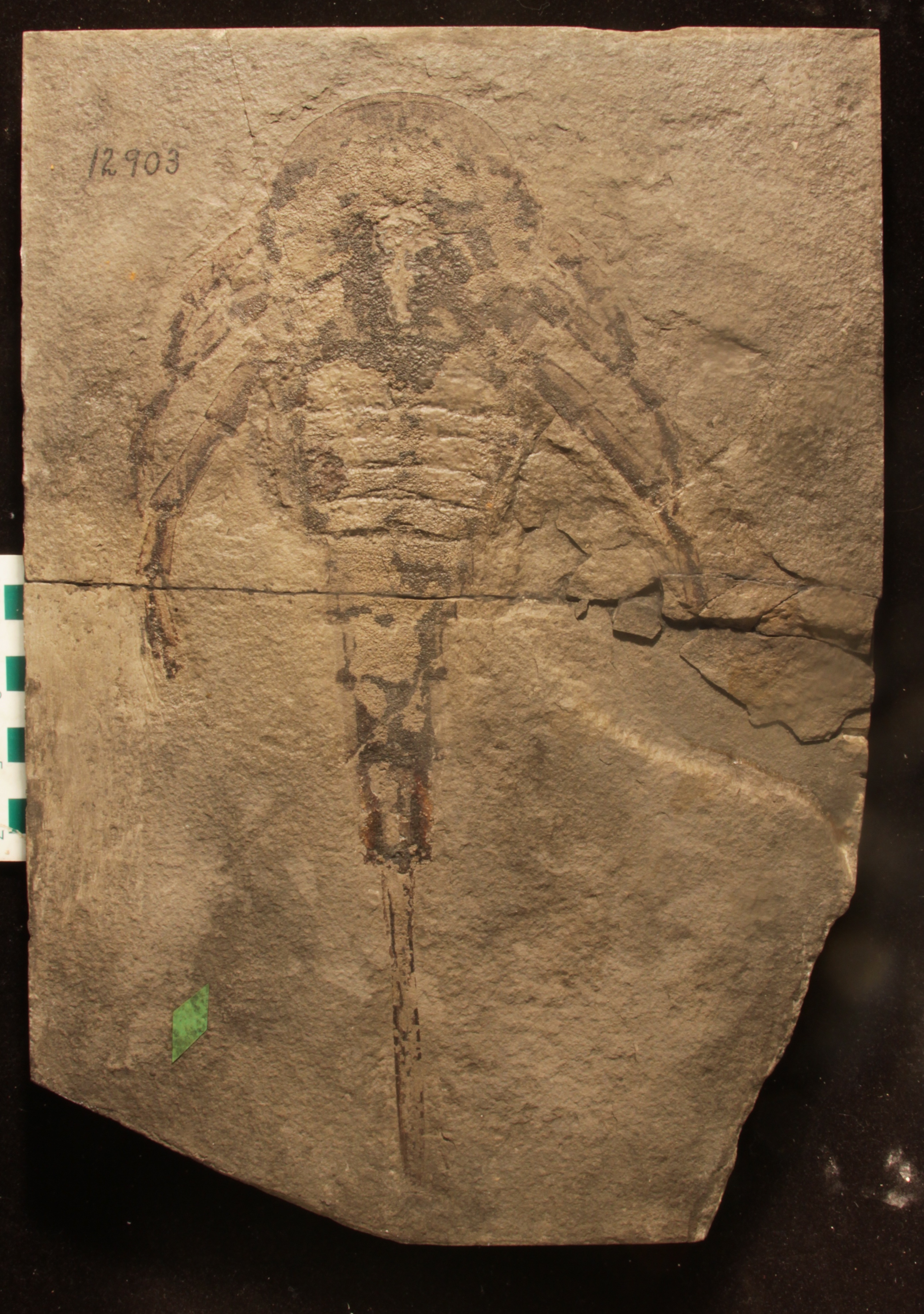 A eurypterid (sea scorpion) Silurian fossil from Kokomo, Indiana.